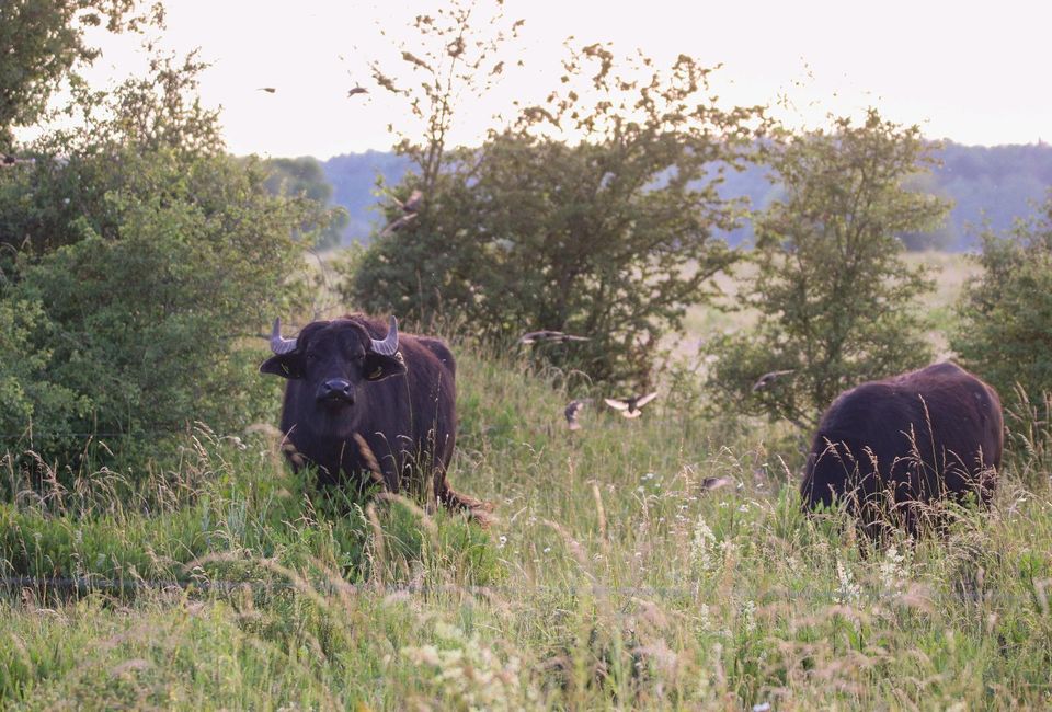 Betriebs-/ Teamleitung Landwirtschaft & Wilde Weiden in Wustermark