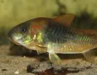 Corydoras venezuelanus Berlin - Wilmersdorf Vorschau