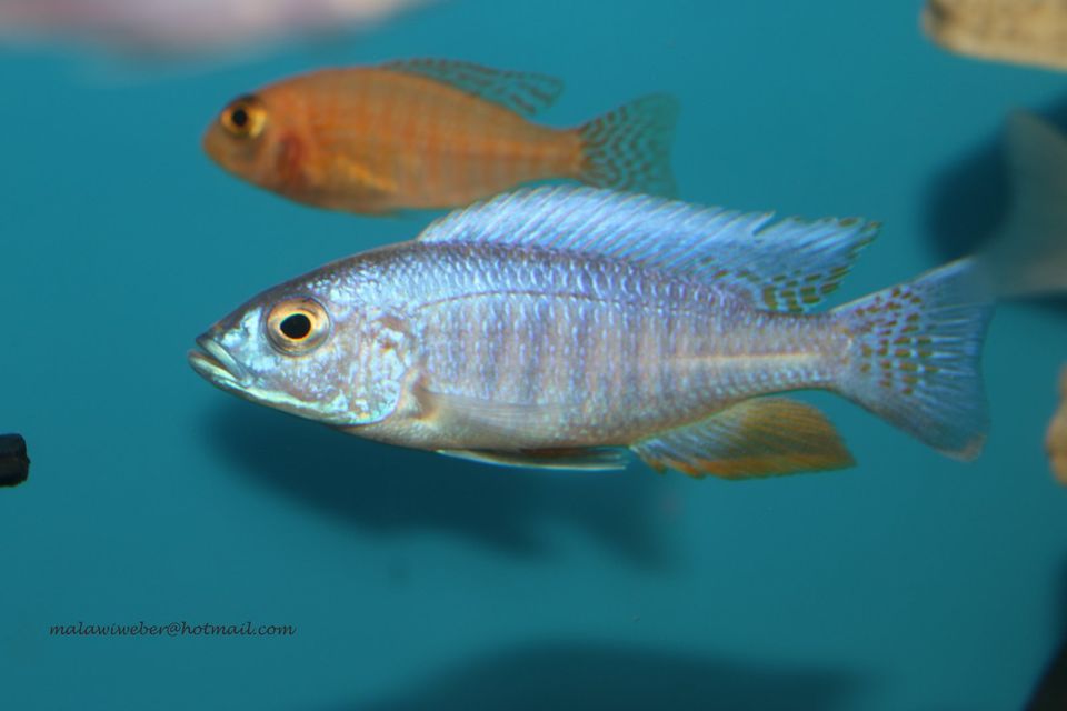 Sciaenochromis fryeri „ahli“ Malawi-Buntbarsch in Taura