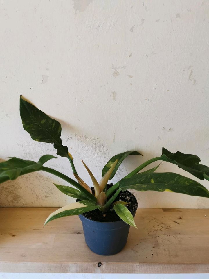 Philodendron 'Ring of Fire' 40cm in Bonn