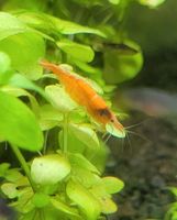 Garnelen Orange Neocaridina Nordrhein-Westfalen - Gelsenkirchen Vorschau