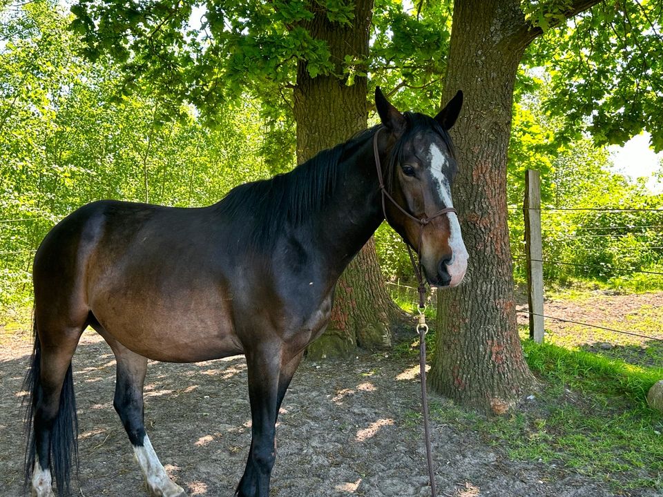 Furioso-North Star, Wallach, 5 Jahre in Buxtehude