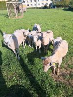 Schafe und Lämmer Sachsen - Eibau Vorschau