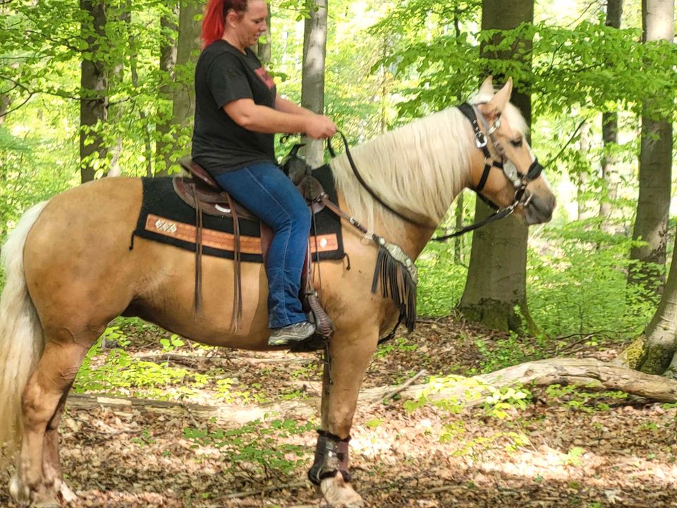 Palomino-Stute-Freizeitpferd in Urbach Westerw