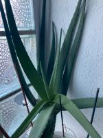 XXL Aloe vera pflanze/ Raum Klima Pflanze Rheinland-Pfalz - Wittlich Vorschau