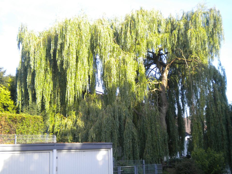 Baumfällarbeiten nach Sichtung/Vereinbarung in Bornheim