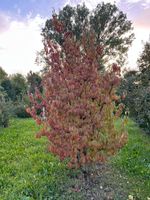 Kornelkirsche, CORNUS MAS, Blütenstrauch Baden-Württemberg - Hohentengen Vorschau