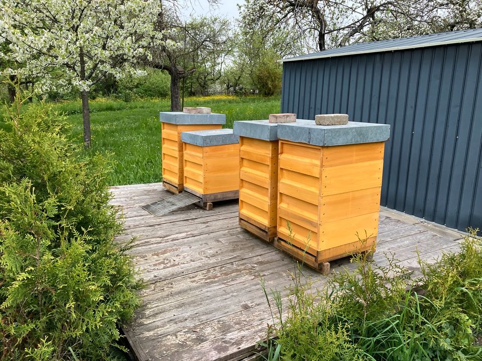 Stellfläche für Bienen gesucht - Honigbiene in Waiblingen