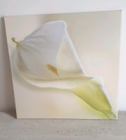 Calla Blumenbild Leinwand 60 x 60cm Bayern - Wiedenzhausen Vorschau