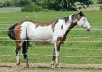 Paint Wallach sucht Reitbeteiligung Hessen - Niedenstein Vorschau