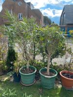 Oleander Stamm 180 cm Duisburg - Duisburg-Süd Vorschau