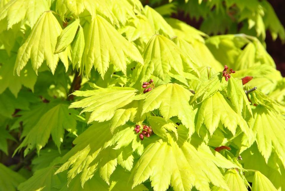 Japanischer Ahorn Acer Shirasawanum Aureum Gold in Wadgassen