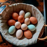 Hühnereier, Eier, Speise Eier, Hühner Eier Bayern - Rotthalmünster Vorschau