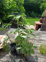 3 kleine Tomaten   danken mit leckeren Früchten Niedersachsen - Bücken Vorschau