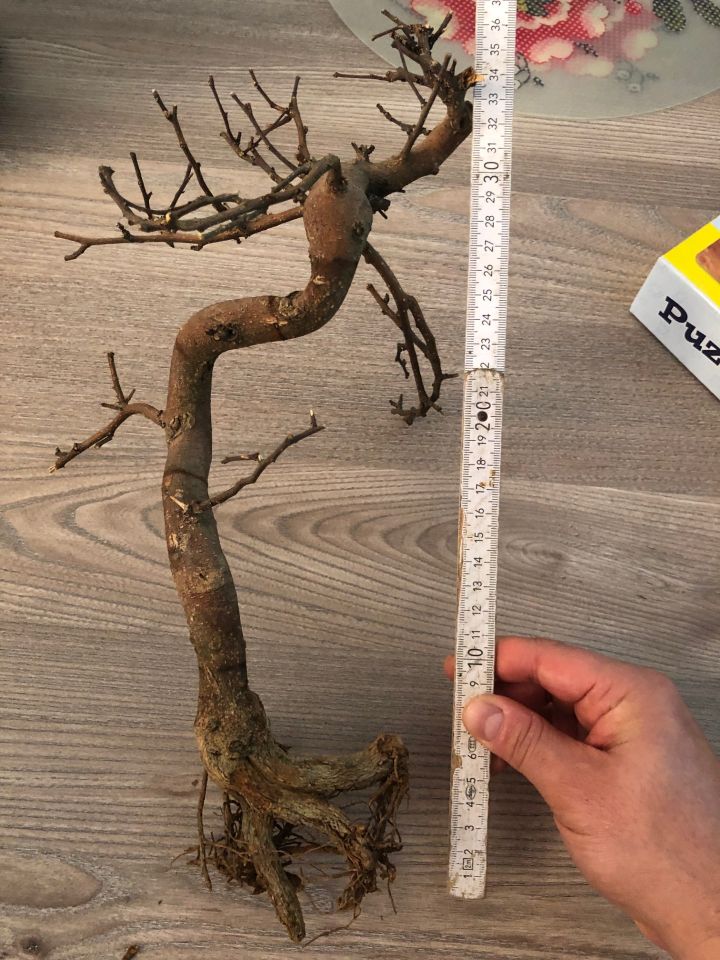 Deadwood echter toter Bonsai Bonsaibaum Aquascape getrocknet in Herne