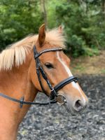 Pony zu verkaufen Nordrhein-Westfalen - Werne Vorschau