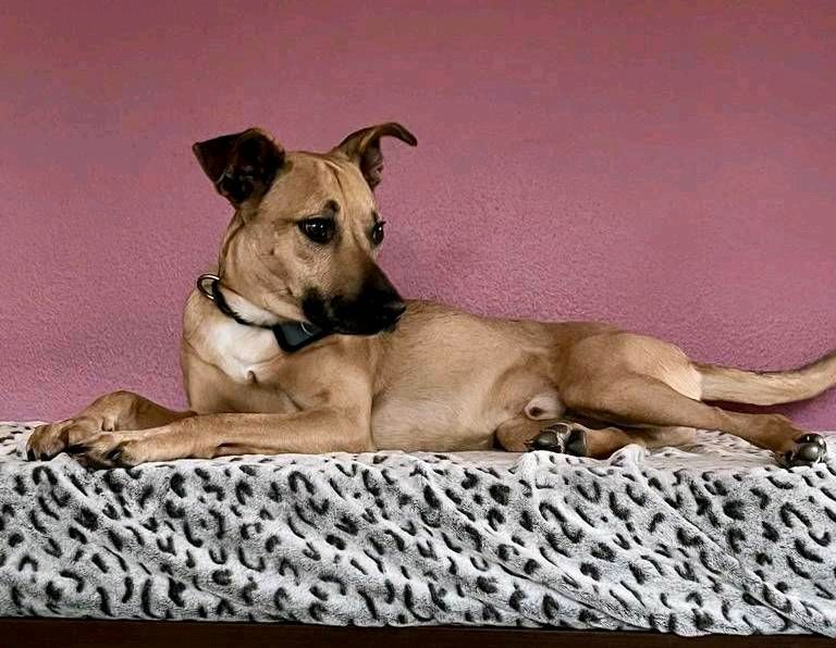 RUFUS Podenco Pinscher Mischling Tierschutz Hund Rüde in Wöllstadt