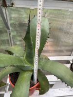 Kaktus agave Baden-Württemberg - Pforzheim Vorschau