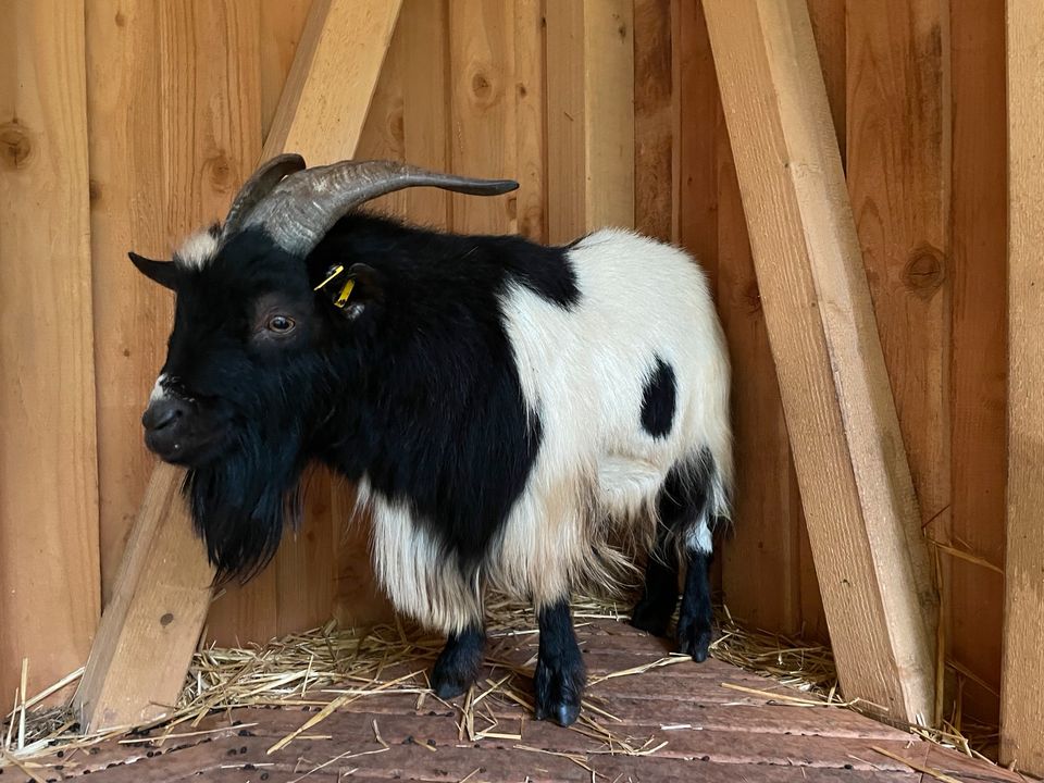 Zwergziegenbock in gute Hände abzugeben in Bad Liebenzell