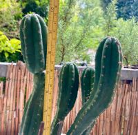 San Pedro Kaktus-meskalinhaltig-Peyote-Trichocereus Pachanoi Essen-West - Frohnhausen Vorschau