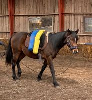 Wunderschöner Quarab Wallch (Quarterhorse x Araber) 4 Jahre Schleswig-Holstein - Flensburg Vorschau