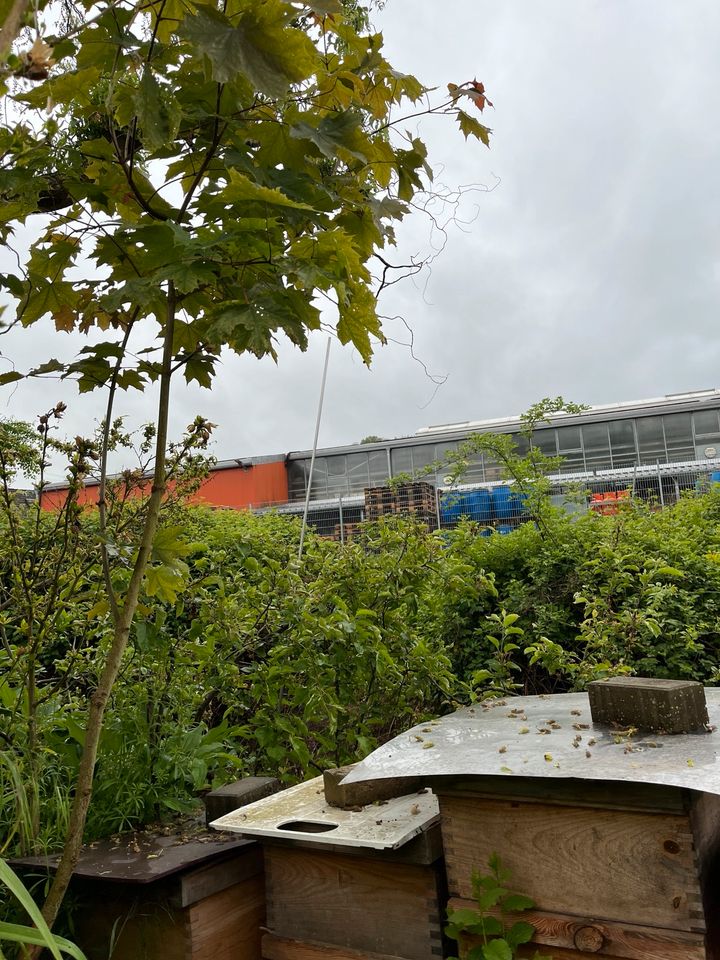 Spitzahorn Baum mehrjährig pflanze in Elsenfeld