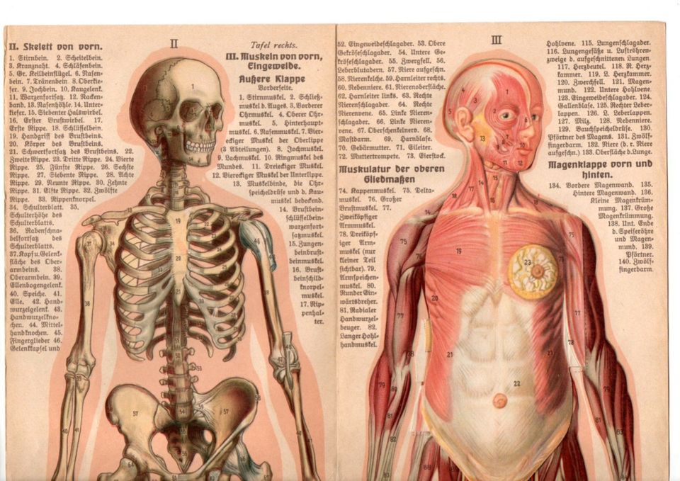 ANTIKE BILDTAFELN-LEHRTAFELN-ANATOMIEBLATT-ANATOMIE-KÖRPER-CORPUS in Berlin