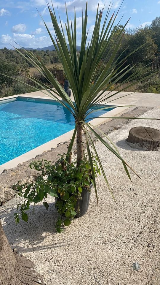 Ref. 13373 MALLORCA Landhaus mit riesigem Grundstück in Arta in Grafenau