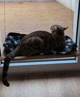 Fensterliege für Katze Bayern - Fürth Vorschau