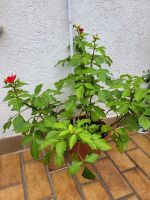 Dahlienpflanze/ Knollen rot Garten / Terasse/ Balkon ab Hessen - Espenau Vorschau