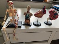 Menschliches Herz, Torso, Gehirn- und Skelettmodelle Düsseldorf - Eller Vorschau