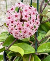 Hoya carnosa  Porzelanblume Zimmerpflanze luftreiniger rar Sachsen-Anhalt - Halle Vorschau