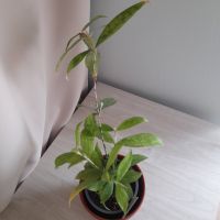 Zimmerpflanze dracaena surculosa Sachsen-Anhalt - Kemberg Vorschau