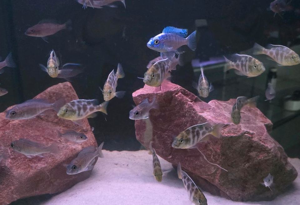 Malawibuntbarsche Cichliden Aquarium Fische in Baunatal