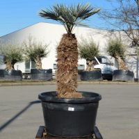 Blaue Zwergpalme Nr. 38 Chamaerops humilis var. Cerifera +/-160cm Nordrhein-Westfalen - Oberhausen Vorschau