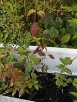 Pfaffenhütchen Hartriegel Forsythie Strauch winterhart BIO Hessen - Burghaun Vorschau