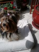 Biewer Yorkshire Terrier Nordrhein-Westfalen - Kaarst Vorschau