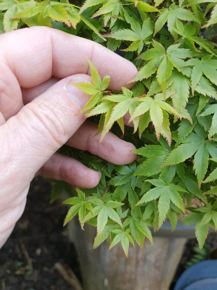 Acer Palmatum Kiyohime Bonsai. Japanischer Ahorn in Lünen