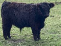 Galloway Bulle Niedersachsen - Sittensen Vorschau