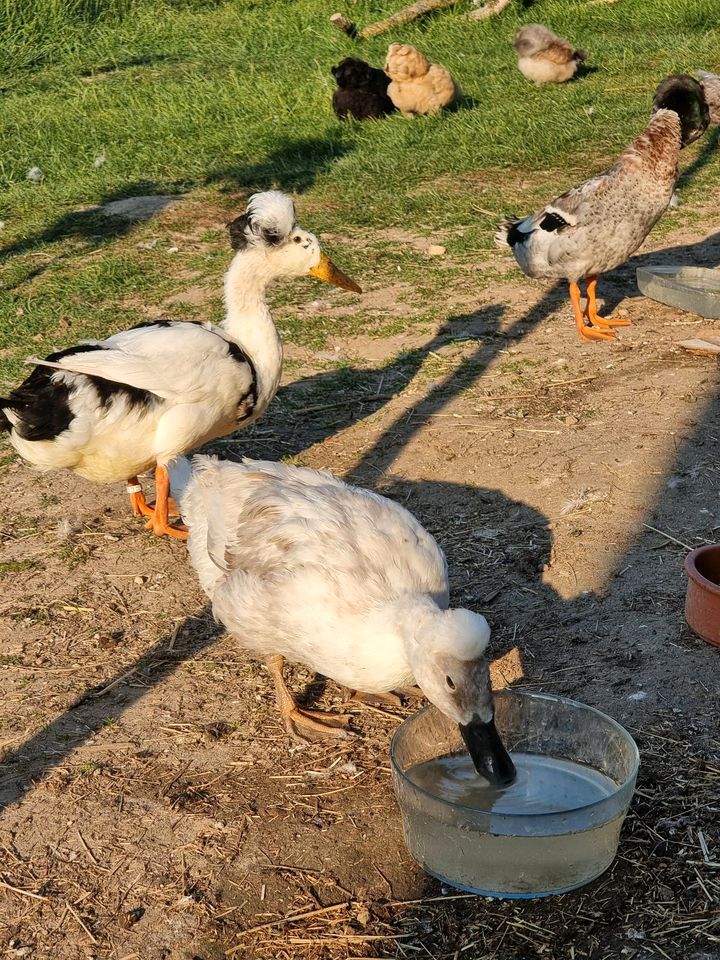 Eier von Landenten & Laufenten mit Haube in Hardegsen