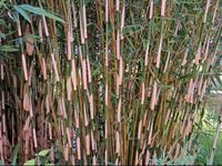 Bambus Fargesia robusta Campbell Dortmund - Innenstadt-West Vorschau