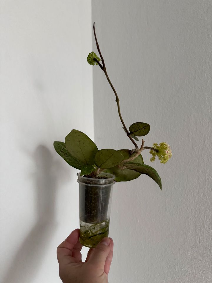 Hoya parasitica Lao in München