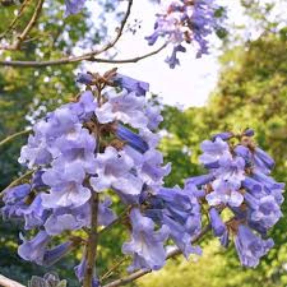 Paulownia Blauglockenbaum Kiribaum Co² Speicher in Annaburg