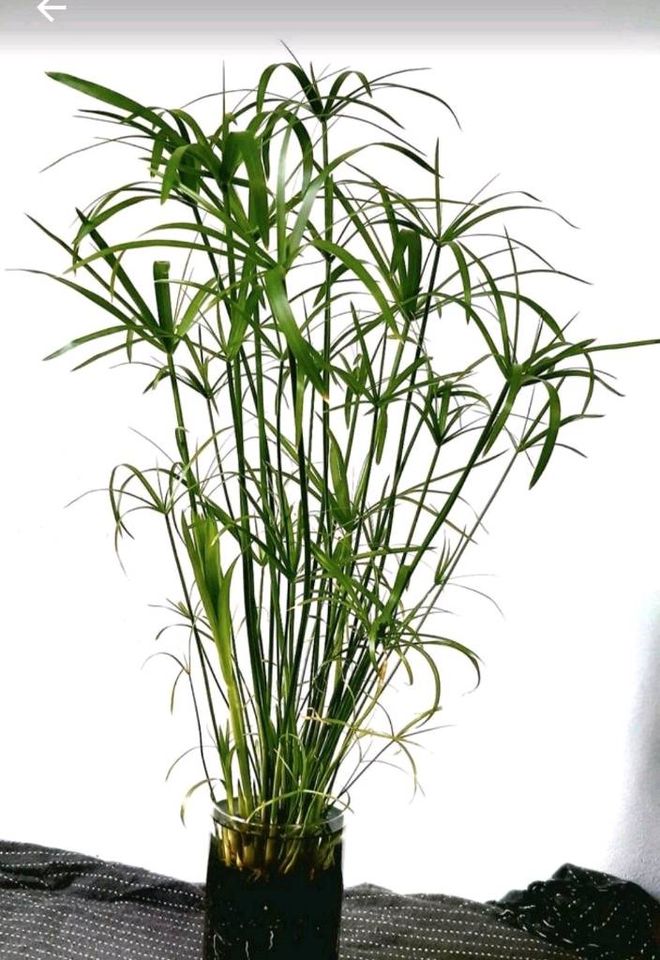 Zyperngras Papyrus Teichpflanze Zimmerpflanze in Mettmann