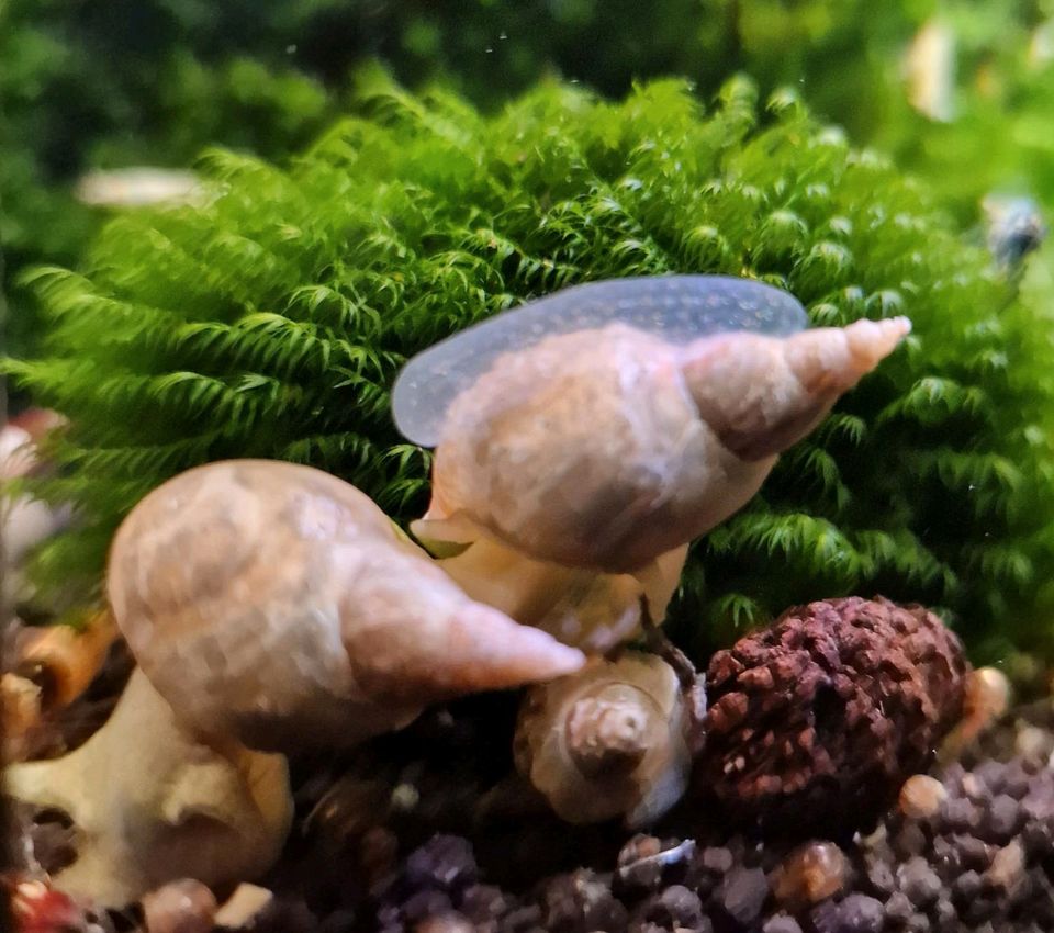 AQUA Spitzschlamm- Schnecken Lymnaea stagnalis ausgewachsen in Bochum