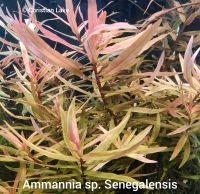 ❗ Angebot ❗⭐☘️ Ammannia sp. Senegalensis Aquariumpflanzen Niedersachsen - Meppen Vorschau