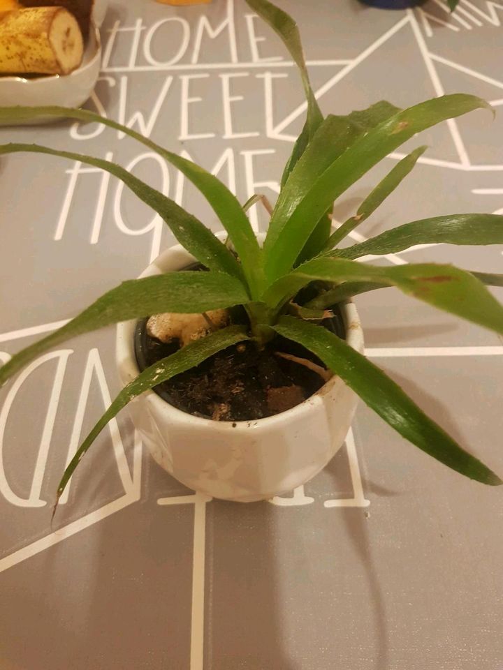 Zimmerhafer lanzenrosette Zimmerpflanze Kübelpflanze in Helbra