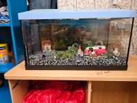 60 cm breites aquarium zu verkaufen Saarland - Eppelborn Vorschau