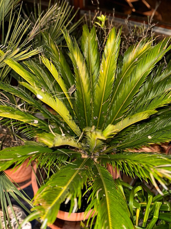 Cycas Revoluta Sago Palmfarn, ca 120cm hoch, 58cm Topf in Hockenheim