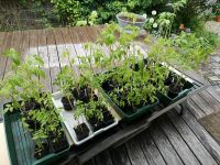 Tomaten Pflanzen Bayern - Aindling Vorschau